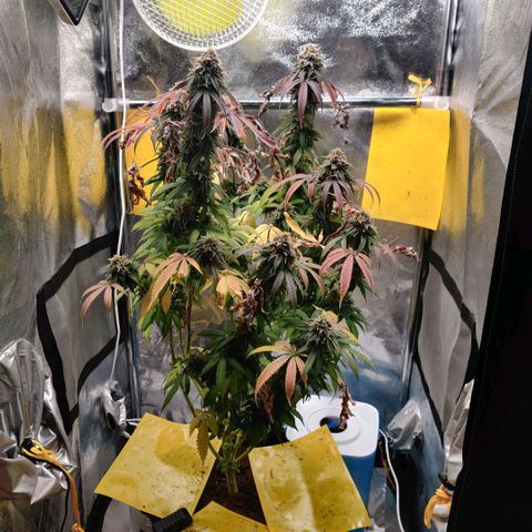 Pineapple kush  growlog timeline photo