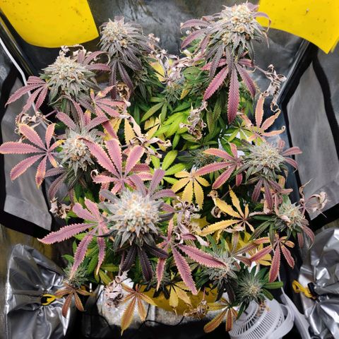 Pineapple kush  growlog timeline photo
