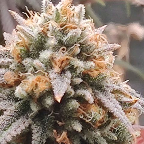 Pineapple kush  growlog timeline photo