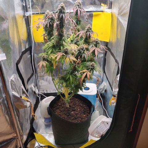 Pineapple kush  growlog timeline photo
