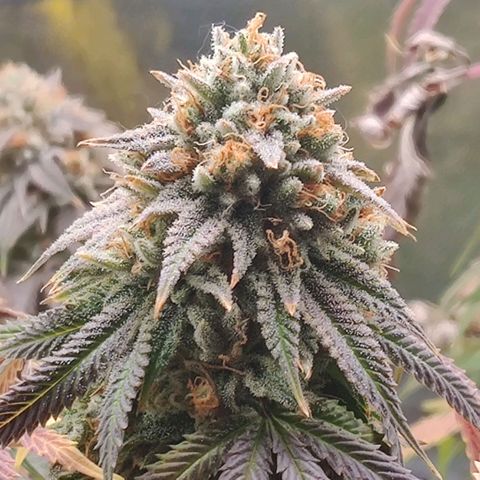 Pineapple kush  growlog timeline photo