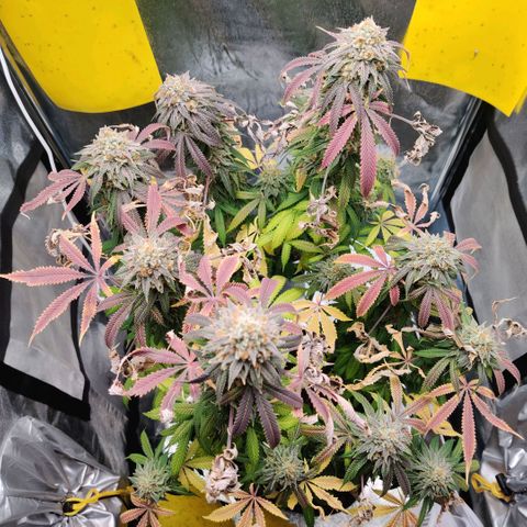 Pineapple kush  growlog timeline photo