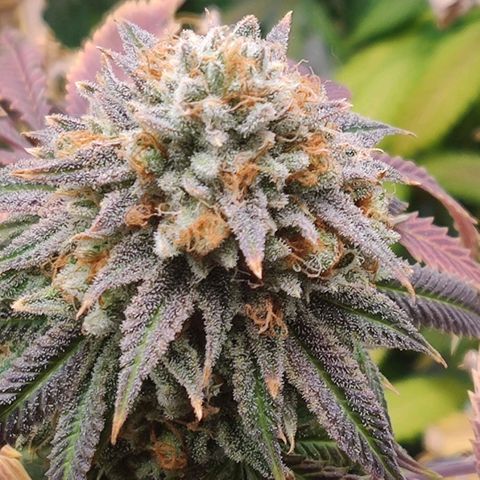 Pineapple kush  growlog timeline photo