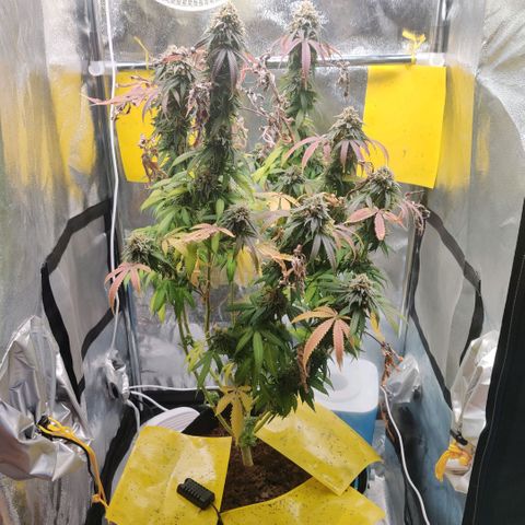 Pineapple kush  growlog timeline photo