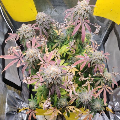 Pineapple kush  growlog timeline photo