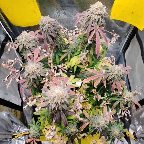 Pineapple kush  growlog timeline photo