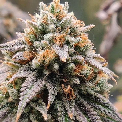 Pineapple kush  growlog timeline photo
