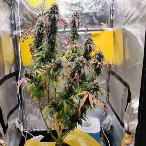 Pineapple kush  growlog timeline photo