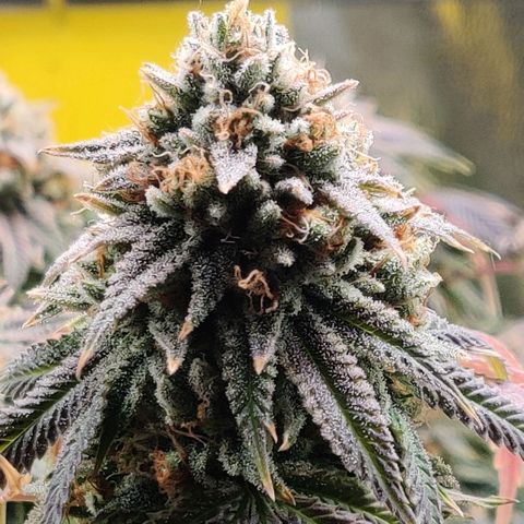 Pineapple kush  growlog timeline photo