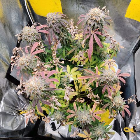 Pineapple kush  growlog timeline photo