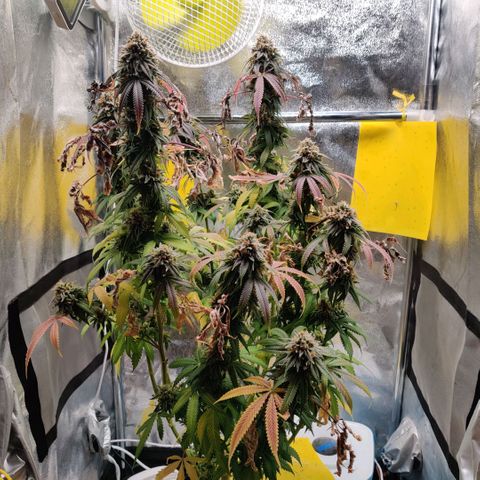 Pineapple kush  growlog timeline photo