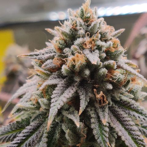 Pineapple kush  growlog timeline photo