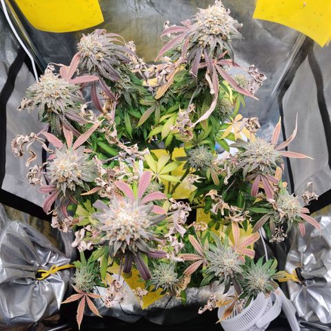 Pineapple kush  growlog timeline photo