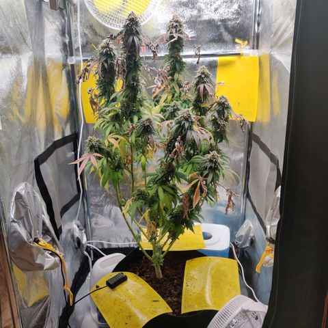 Pineapple kush  growlog timeline photo