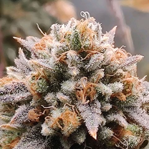 Pineapple kush  growlog timeline photo