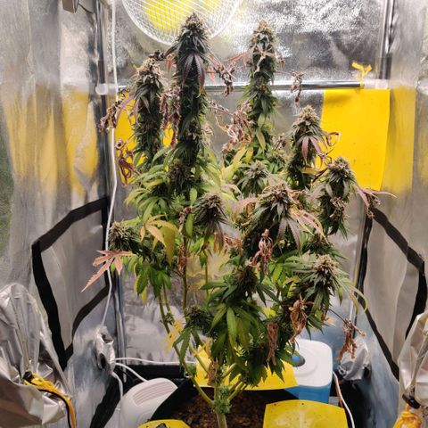 Pineapple kush  growlog timeline photo