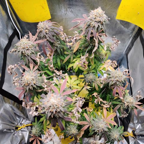 Pineapple kush  growlog timeline photo