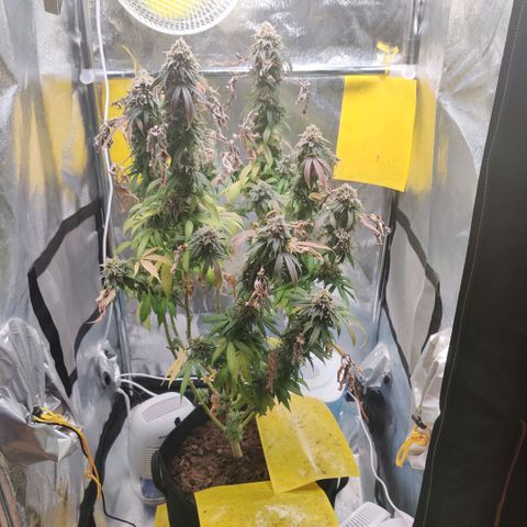 Pineapple kush  growlog timeline photo