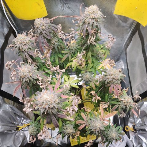 Pineapple kush  growlog timeline photo