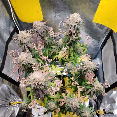 Pineapple kush  growlog timeline photo