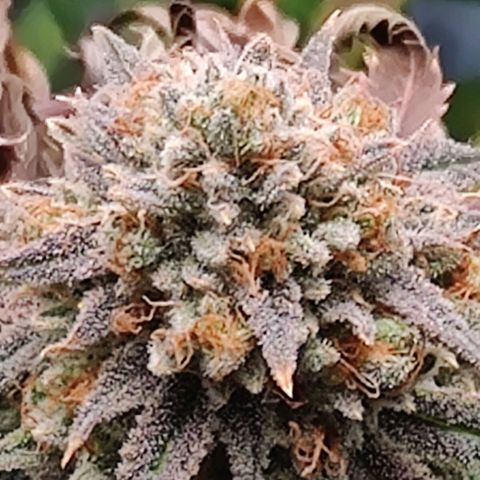 Pineapple kush  growlog timeline photo