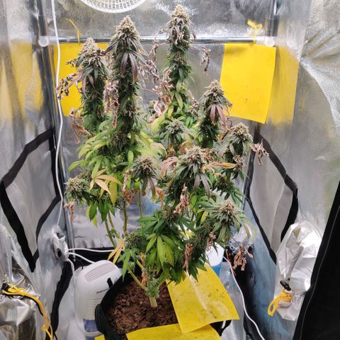 Pineapple kush  growlog timeline photo
