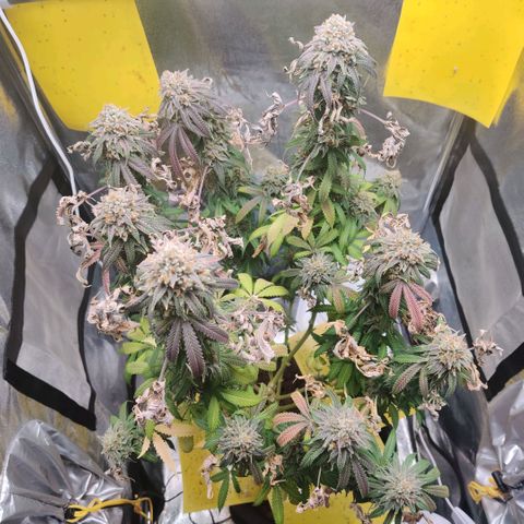 Pineapple kush  growlog timeline photo