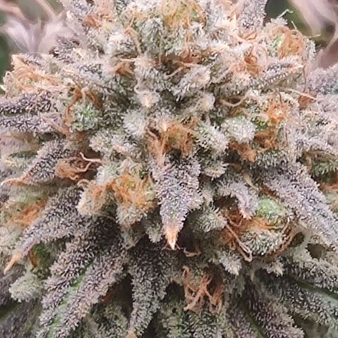 Pineapple kush  growlog timeline photo