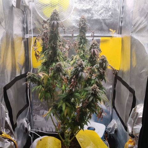 Pineapple kush  growlog timeline photo