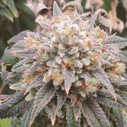 Pineapple kush  growlog timeline photo