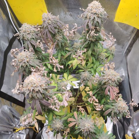 Pineapple kush  growlog timeline photo