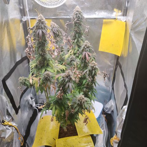 Pineapple kush  growlog timeline photo