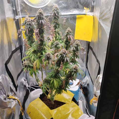 Pineapple kush  growlog timeline photo