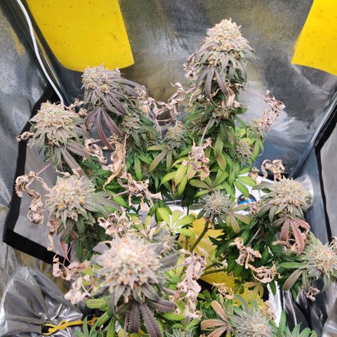Pineapple kush  growlog timeline photo