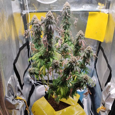 Pineapple kush  growlog timeline photo