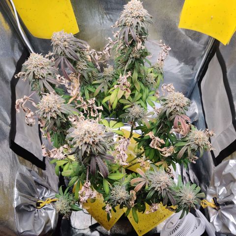 Pineapple kush  growlog timeline photo