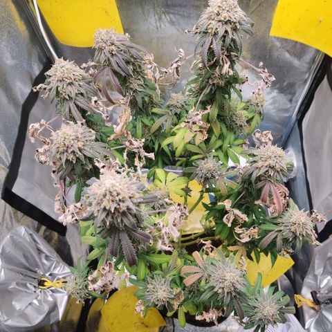 Pineapple kush  growlog timeline photo