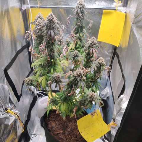 Pineapple kush  growlog timeline photo