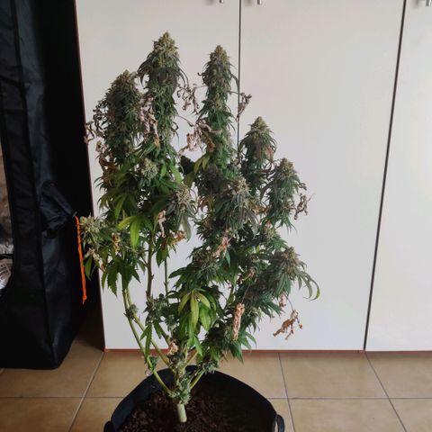 Pineapple kush  growlog timeline photo