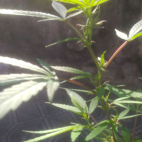 Genética desconhecida growlog timeline photo