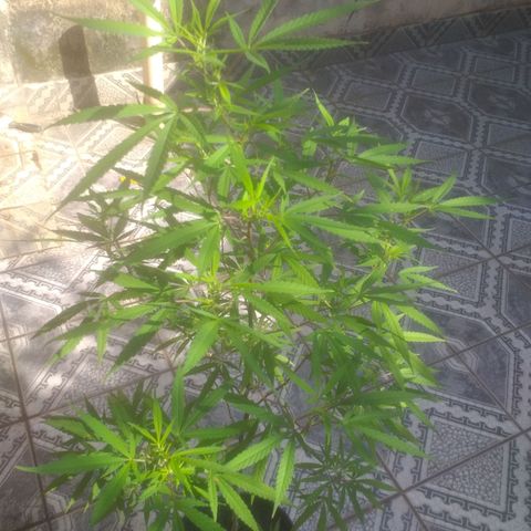 Genética desconhecida growlog timeline photo
