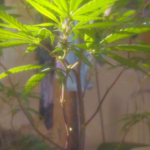 Genética desconhecida growlog timeline photo
