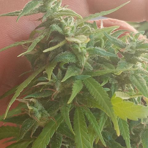 Genética desconhecida growlog photo: Vamos conhecer!!