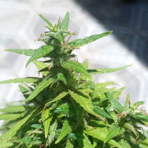 Genética desconhecida growlog photo: Vamos conhecer!!