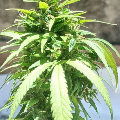Genética desconhecida growlog photo: Vamos conhecer!!