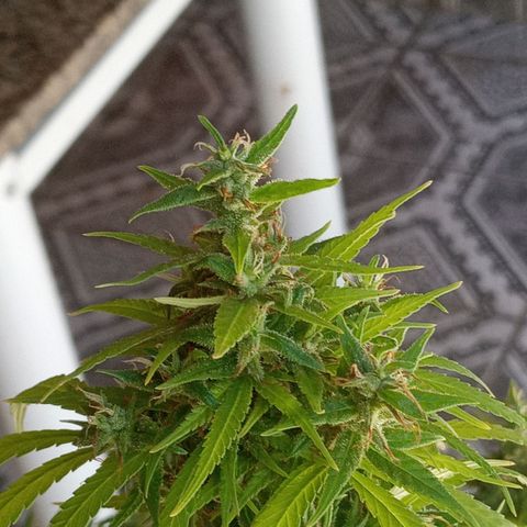 Genética desconhecida growlog photo: Vamos conhecer!!