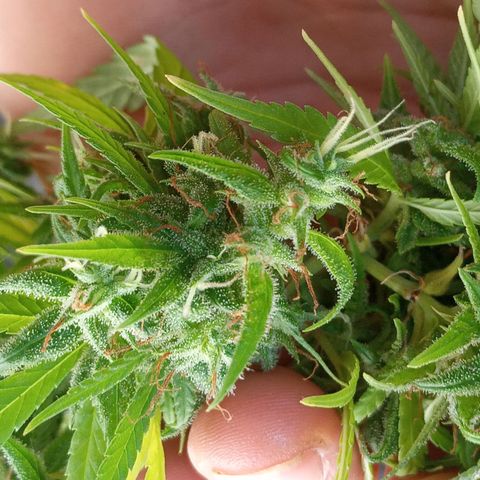Genética desconhecida growlog photo: Vamos conhecer!!