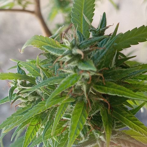 Genética desconhecida growlog photo: Vamos conhecer!!