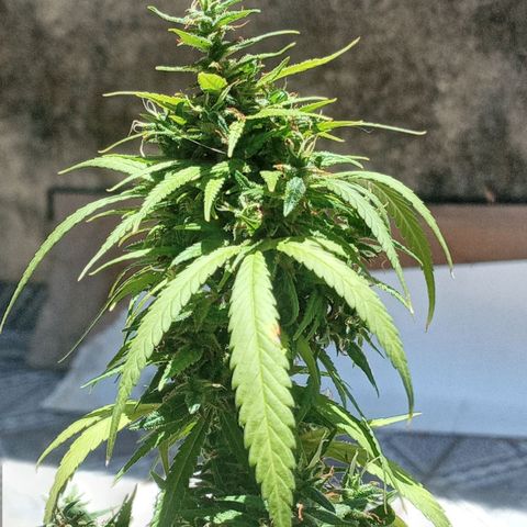Genética desconhecida growlog photo: Vamos conhecer!!