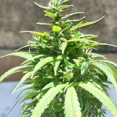 Genética desconhecida growlog photo: Vamos conhecer!!